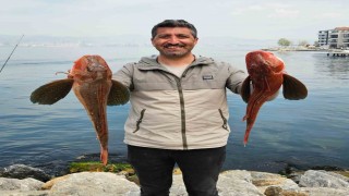 Amatör balıkçı toplam 6 buçuk kiloluk 2 balık yakaladı, o anlar kamerada