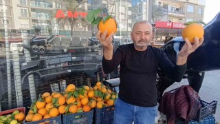 Antalyanın dev portakalları: 3 tanesi 2 kilo geliyor