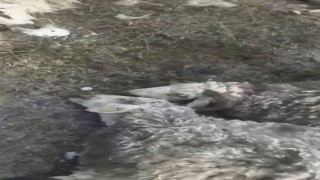 Arpaçayda kurtlar dehşet saçtı