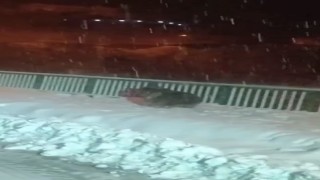 Artvinde kar temizleme çalışması yapan ekipler kış uykusuna yatmayan ayılarla karşılaştı