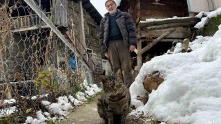 Artvinde mezrada mahsur kalan kedileri için karlı yolları aşarak yiyecek taşıyor