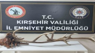 Avlanması yasak kızıl geyik boynuzunu satarken yakalandı