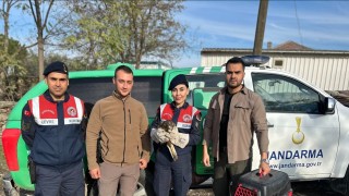 Aydında yaralı kızıl şahin bulundu