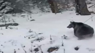 Ayılar kış uykusunu unuttu