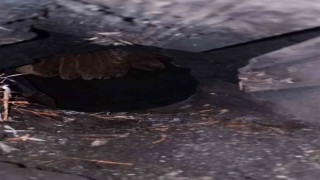 Bacaya sıkışan baykuşu kurtarıp doğaya saldı