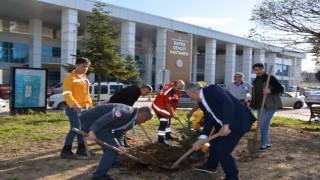 Bafra Devlet Hastanesinde fidan dikim etkinliği
