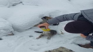 Başı konserve kutusuna sıkışan kediyi yoldan geçen iki kardeş kurtardı