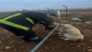 Başı tenekeye sıkışan köpeğin imdadına itfaye yetişti
