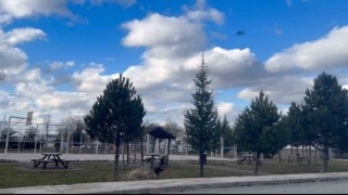 Başıboş köpekler havadaki drona saldırdı
