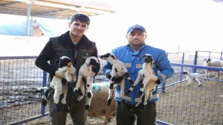 Başkan Çerçioğlunun “Aile Tipi Koyunculuk Projesi” her geçen gün büyüyor