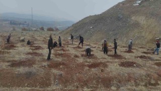 Baskilde 300 hektarlık alanda 55 bin fidan dikildi