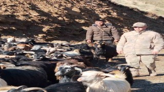 Batmanda kaybolan 130 keçi jandarma tarafından bulunarak sahibine teslim edildi