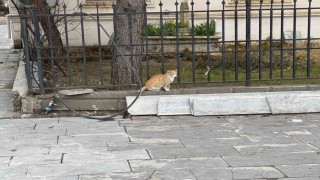 Batmanda kedi fareye diş geçiremedi