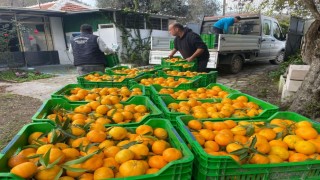 Belediye mandalina üreticilerinin yanında