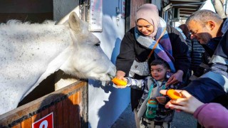 Beyoğlunun özel çocukları atlı terapide buluşuyor