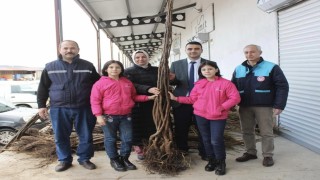 Bilecikte çiftçilere yüzde 50 destekli eviz ve badem fidanı