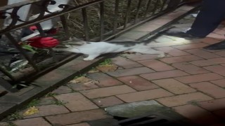 Bir ayda üç kez çaya düşen kedi, kurtarıldıktan sonra patisiyle teşekkür etti