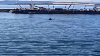 Bodrumda Akdeniz foku görüntülendi