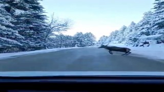 Boluda nadir görülen kızıl geyik karla kaplı yolda görüntülendi