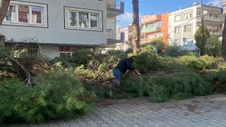 Budanan ağaçlar ihtiyaç sahiplerine yakacak oluyor