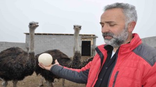 Burası Afrika değil Kars