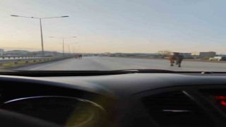 Bursada başıboş atlar anayolda tehlike saçtı