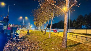 Bursada çınar ağaçlarına kış bakımı