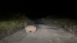 Bursada yolu kaybeden ayı kamerada