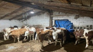 Büyükbaş hayvan dolandırıcıları yakalandı