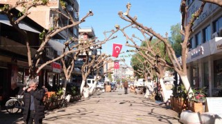Büyükşehir İncirliovada ağaçları budadı, vatandaşlar rahat bir nefes aldı