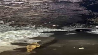 Çakal sürüsü Trabzonlu ile yolda karşılaşırsa...