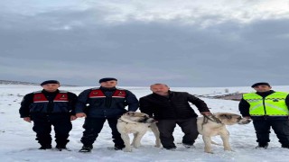 Çalınan çoban köpeklerini jandarma buldu