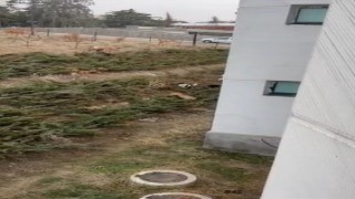 Çankayadaki sahipsiz köpek sürüleri mahalle halkını tedirgin ediyor