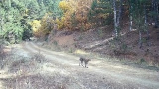 Çankırıda nesli tehlike altında olan vaşak ve yavruları kamerada
