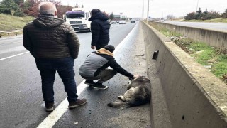 Çarptığı yaralı köpeği sevdi, başından ayrılmadı