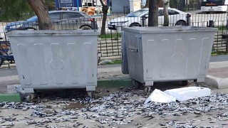 Çevre düşmanı bozuk balıkları yola döktü