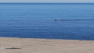 Denize düşen karaca ekipler tarafından kurtarıldı