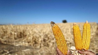 Denizli Büyükşehir mısır piyasasını canlandırmak için 61 ton alım yapacak