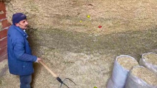 Derin dondurucu yerine samanlığı tercih ediyorlar