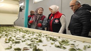 Devletten aldığı destek işletme kapasitesi 3 katına çıktı