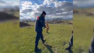 Devriye gezen jandarmanın bulduğu yaralı kızılşahin koruma altına alındı