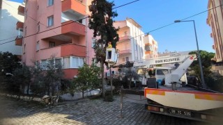 Didim Belediyesi ağaçların kış bakımlarını sürdürüyor