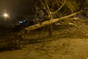 Dörtyol’da Kuvvetli Fırtına Çatıları Uçurdu, Ağaçları Devrildi