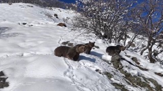 Dron kamerasına yakalanan ayı ailesinin görüntüleri belgeselleri aratmadı