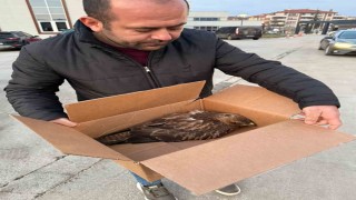 Duyarlı vatandaşlar kızıl şahinin hayatını kurtardı