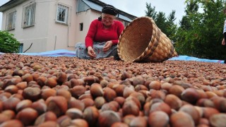 Düzce’den Avrupa’ya Fındık Yağmuru