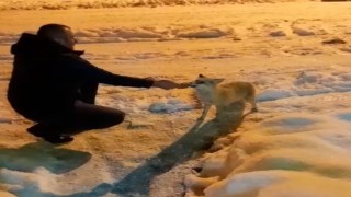 Eksi 18 derece havada yiyecek arayan tilkiyi vatandaş elleriyle besledi