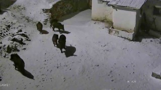 Elazığda aç kalan domuz sürüsü yerleşim yerine indi: O anlar kamerada