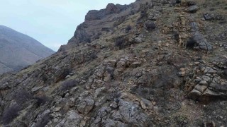 Elazığda dağ keçileri dronla görüntülendi