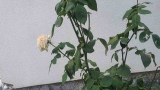 Elazığda kış mevsiminde gül ağacı çiçek açtı
